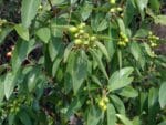 Fruits et feuilles de Santalum album, Feuillage et fructification du Bois de Santal