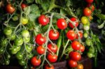 Tomate Cherry Pink Grape - Fruits sur pied