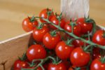 Tomate Cherry Pink Grape - Grappe de fruits
