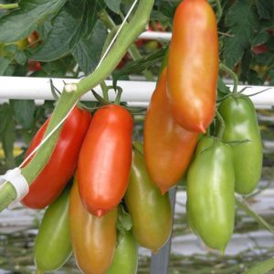 Tomate 'San Marzano' - Fruits