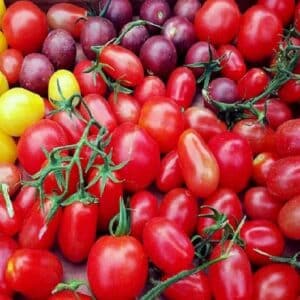 Tomate Ukrainian Purple - Fruits