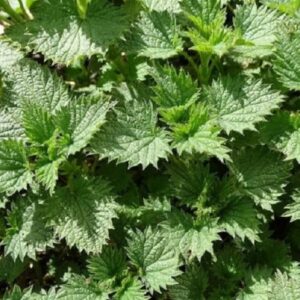 Urtica dioica - Feuillage
