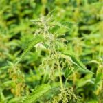 Urtica dioica - Feuillage et inflorescence