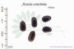 Graines d'Acacia concinna, Acacia concinna seeds