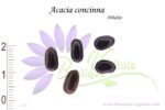 Graines d'Acacia concinna, Acacia concinna seeds, graines de Shikakai