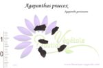Graines d'Agapanthus praecox, Agapanthus praecox seeds, graines d'Agapanthe