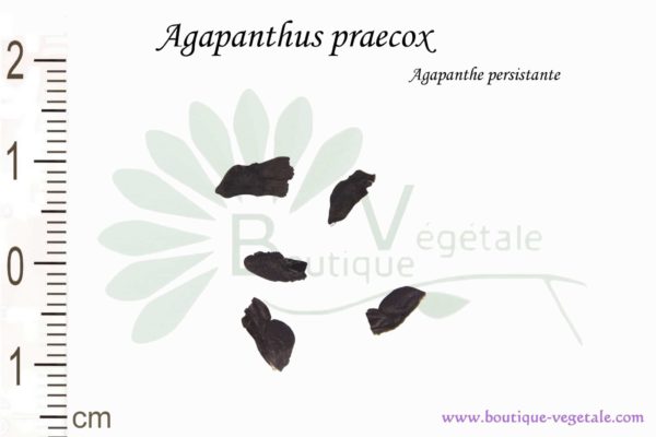 Graines d'Agapanthus praecox, Agapanthus praecox seeds