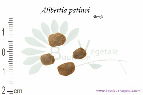 Graines d'Alibertia patinoi, Alibertia patinoi seeds