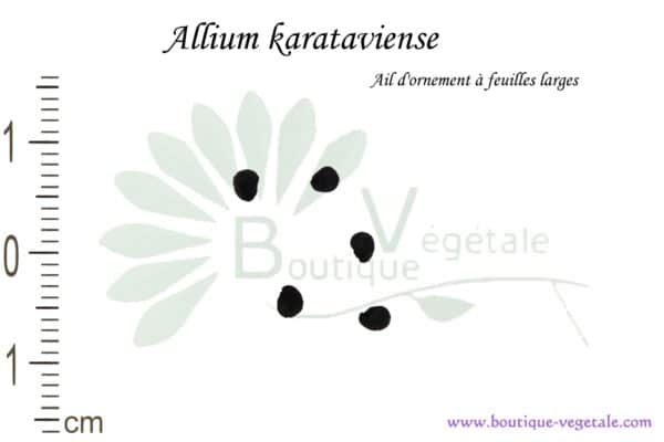 Graines d'Allium karataviense, Allium karataviense seeds