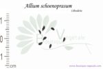 Graines d'Allium schoenoprasum