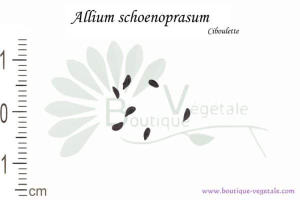 Graines d'Allium schoenoprasum