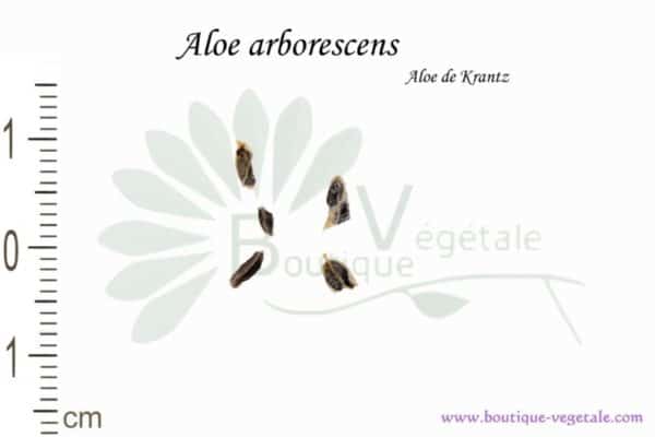 Graines d'Aloe arborescens, Aloe arborescens seeds