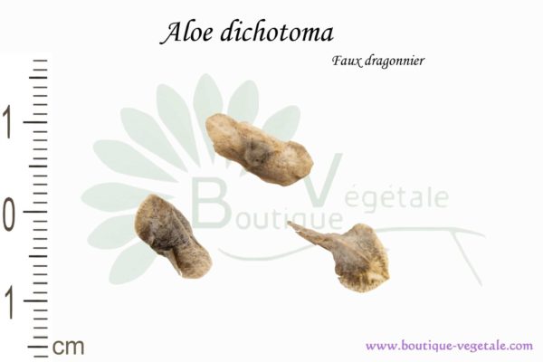 Graines d'Aloe dichotoma, Aloe dichotoma seeds
