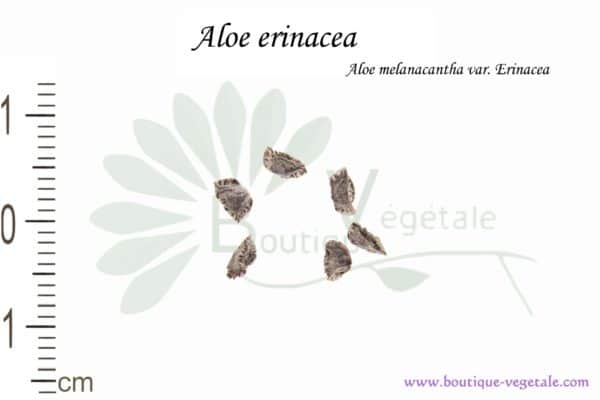 Graines d'Aloe erinacea, Aloe erinacea seeds