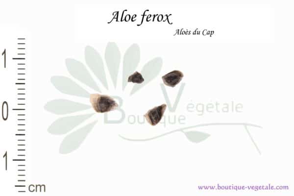 Graines d'Aloe ferox, Aloe ferox seeds