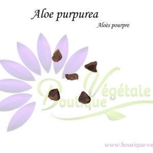 Graines d'Aloe purpurea ou Aloès pourpre, Semences d'Aloe purpurea