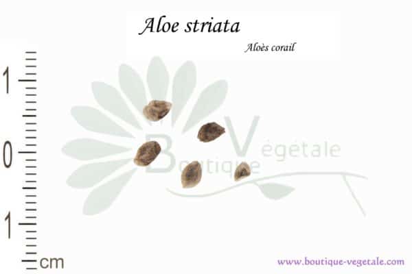 Graines d'Aloe striata, Aloe striata seeds