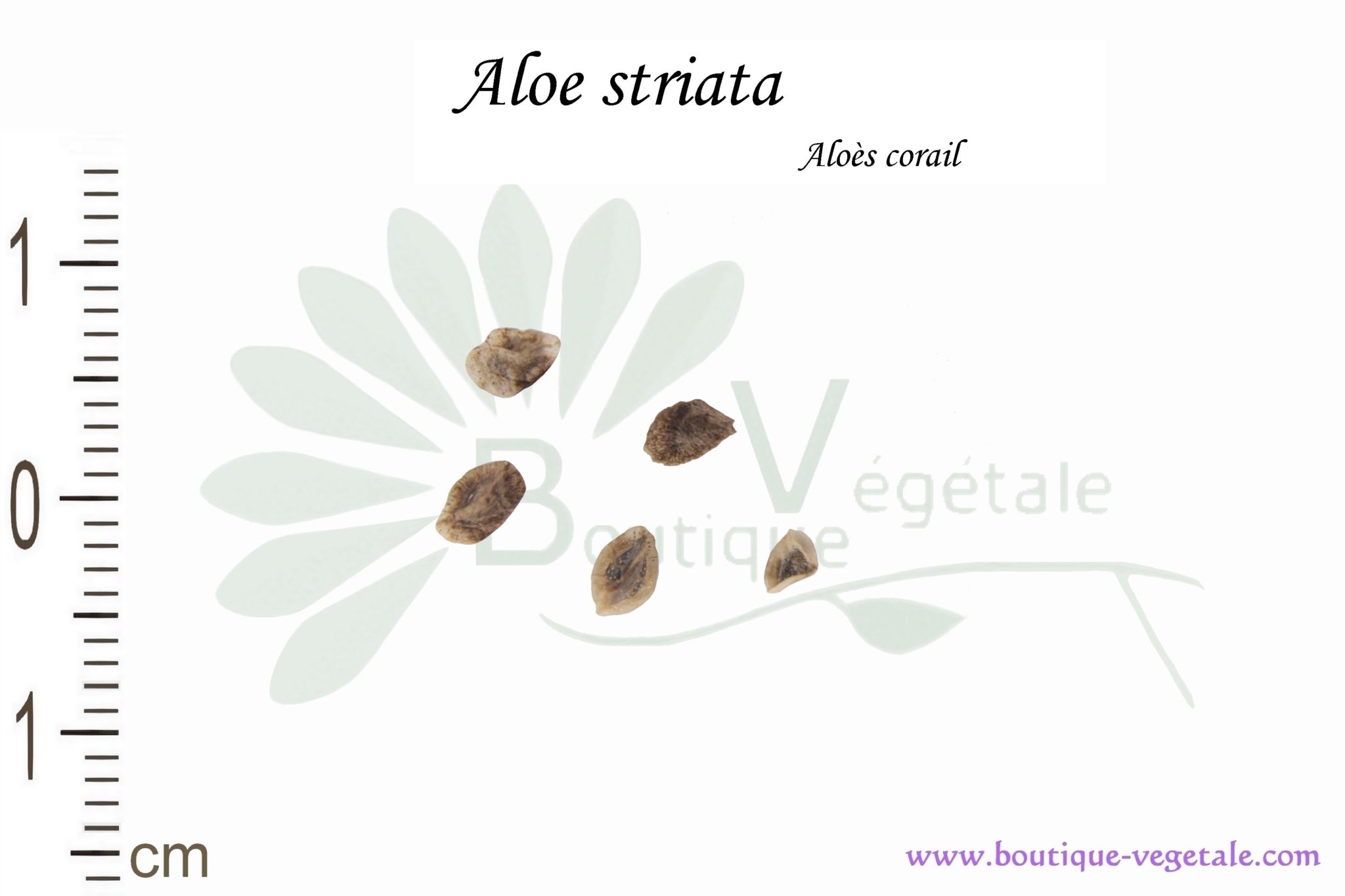 ALOE STRIATA 10 graines-Corail Aloe