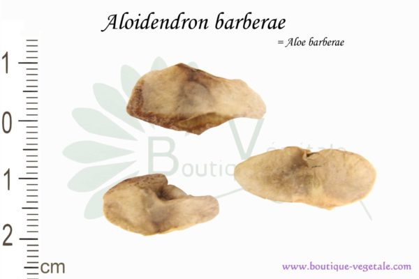Graines d'Aloidendron barberae, Aloidendron barberae seeds