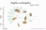 Graines d'Angelica archangelica, Angelica archangelica seeds