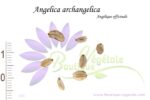 Graines d'Angelica archangelica, Graines d'Angélique officinale, Semences d'Angelica archangelica