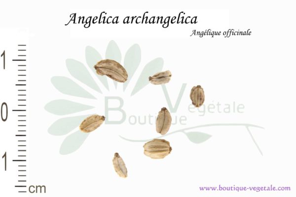 Graines d'Angelica archangelica, Angelica archangelica seeds