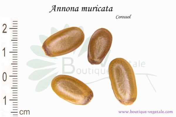 Graines d'Annona muricata, Annona muricata seeds