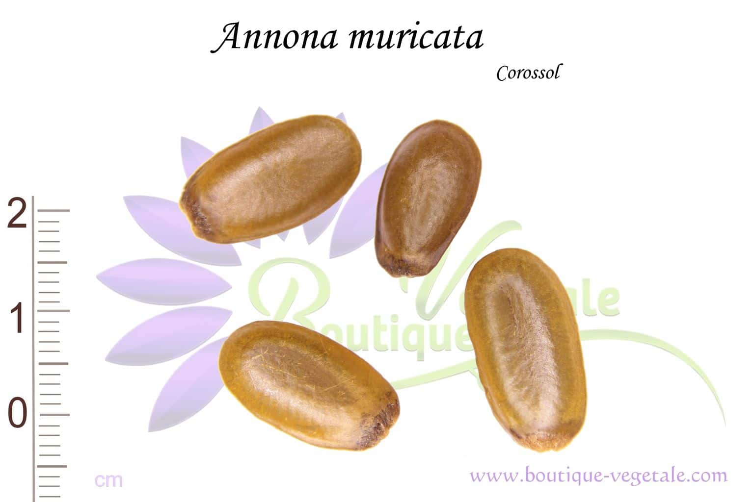 Graines D Annona Muricata Corossol Boutique V g tale