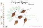 Graines d'Antigonon leptopus, Antigonon leptopus seeds