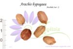Graines d'Arachis hypogaea, Semences de Cacahuète