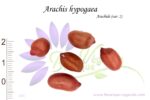 Graines d'Arachis hypogaea, Semences de Cacahuète