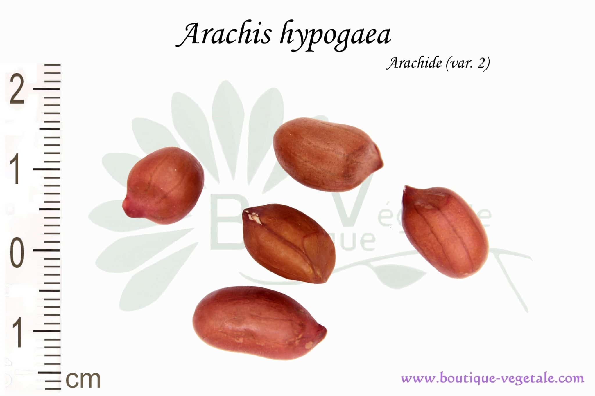 Cacahuète - Arachide - Arachis hypogaea