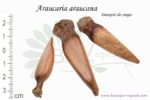 Graines d'Araucaria araucana, Araucaria araucana seeds