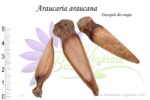 Graines d'Araucaria araucana, Graines de Désespoir des singes, Semences d'Araucaria araucana