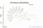 Graines d'Artemisia absinthium, Artemisia absinthium seeds