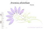 Graines d'Artemisia absinthium, Artemisia absinthium seeds