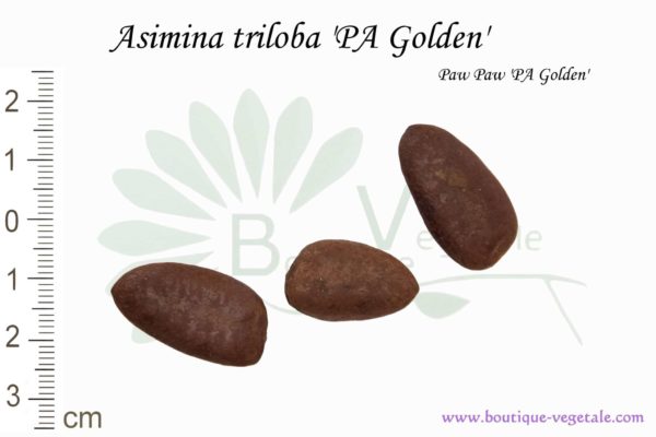 Graines d'Asimina triloba cv. PA Golden, Asimina triloba cv. PA Golden seeds