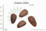 Graines d'Asimina triloba, Asimina triloba seeds