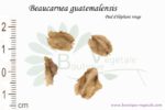 Graines de Beaucarnea guatemalensis