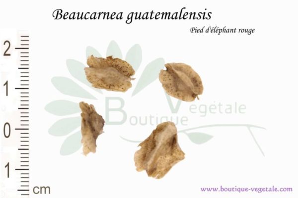 Graines de Beaucarnea guatemalensis