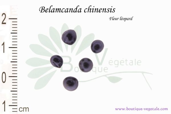 Graines de Belamcanda chinensis, Belamcanda chinensis seeds