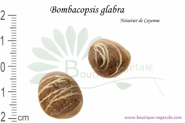 Graines de Bombacopsis glabra, Bombacopsis glabra seeds