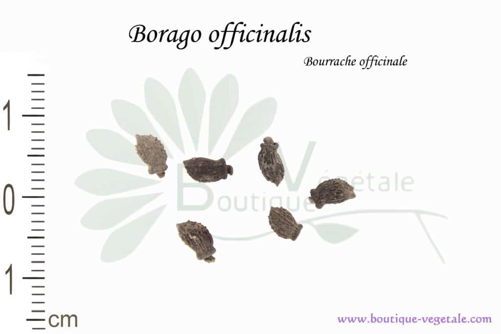 Graines de Borago officinalis, Borago officinalis seeds