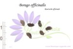 Graines de Borago officinalis ou Bourrache officinale, Semences de Borago officinalis
