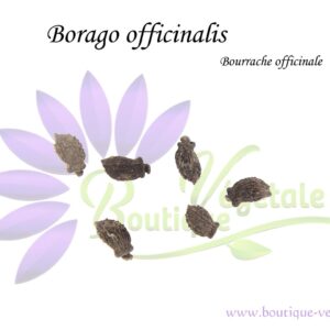 Graines de Borago officinalis ou Bourrache officinale, Semences de Borago officinalis