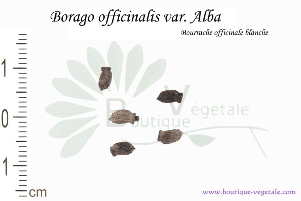 Graines de Borago officinalis var. alba, Borago officinalis var. alba seeds