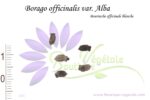Graines de Borago officinalis var. alba, Semences de Bourrache blanche, Semences de Borago officinalis var. alba