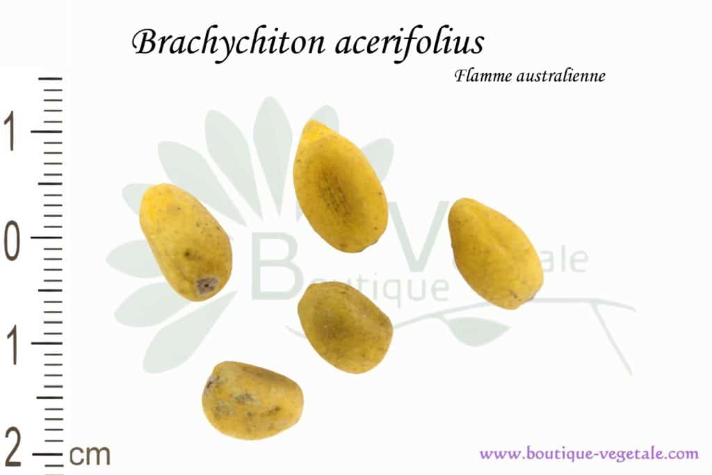 Graines de Brachychiton acerifolius, Brachychiton acerifolius seeds
