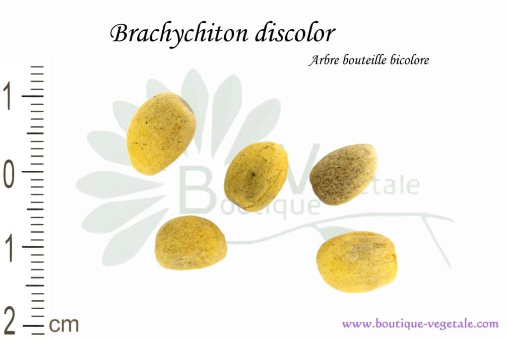 Graines de Brachychiton discolor, Brachychiton discolor seeds