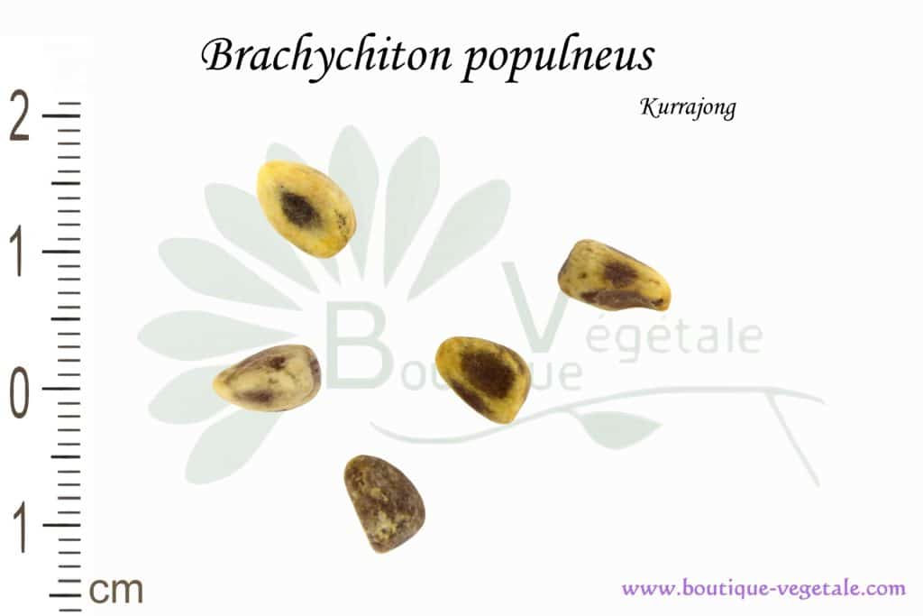 Graines de Brachychiton populneus, Brachychiton populneus seeds